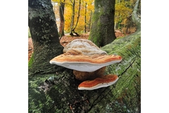 Large mushroom growing on the side of a tree.